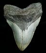 Megalodon Shark Tooth - South Carolina #4565-1